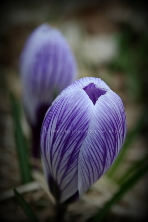 Crocus, always the first to break through the cold brown ground to share it's beauty