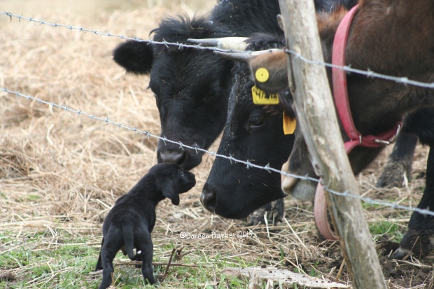 This tiny little guy was a HUGE hit with the curious cattle