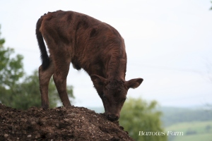 Auburn, aka Aubrie, the last heifer calf of 2013