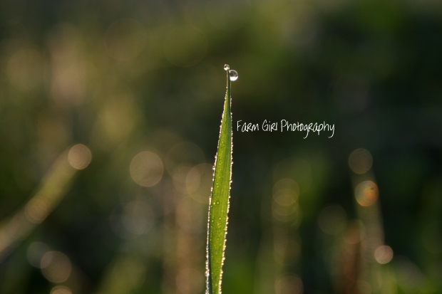 One drop of dew on the tip of a grass blade. The "dots" are thousands of blades lines up with dew drops